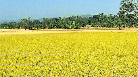 In Kerala, 35% of horticulture and vegetable production is through tenant farming, though such practices violate the provisions of Kerala Land Reforms Act (KLRA)