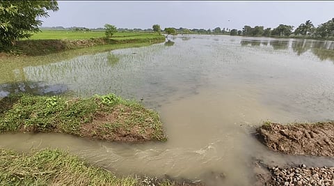Sattupathu farmers who lost their paddy crops to heavy rain for the second consecutive year.