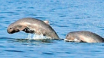 This wetland of international importance serves as a critical habitat for migratory birds, brackish water fish, marine life and several threatened species.