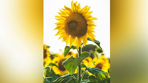 In praise of stillness