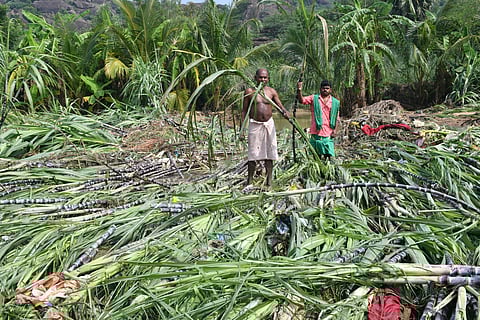 Sugarcane farmers in Anavankudieruppu in Ambai face heavy losses as floodwaters destroy crops.