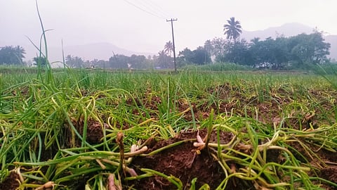 The district has topped in shallot cultivation for over a decade. The farmers cultivate shallots in two back-to-back seasons.