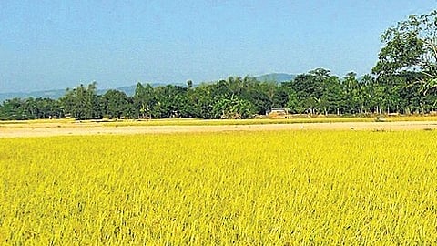 The draft submitted to Chief Minister MK Stalin on Monday points out that Tamil Nadu appears to be shifting towards horticulture crops.