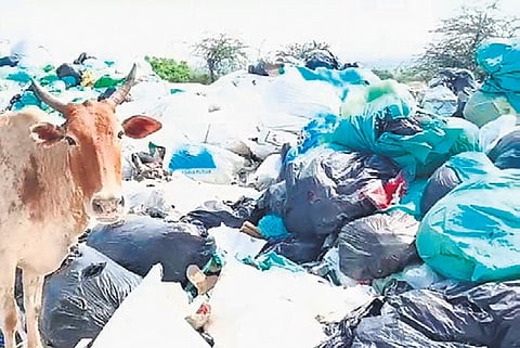 Cattle graze at a spot where biomedical and other waste from Kerala was dumped in Kondanagaram, Tirunelveli