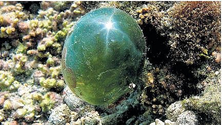 The eukaryotic ‘Valonia Ventricosa’ on the ocean floor and coral reefs.