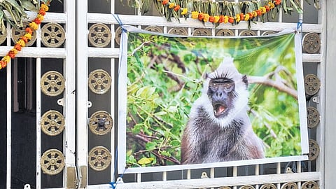 Photo of a langur seen affixed to a gate of a house in Laxmi Nagar Colony in Karimnagar  in an attempt scare away monkeys