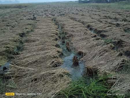 An inundated crop field in Jagatsinghpur