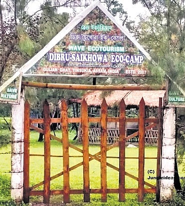 Guwahati Diary | Green tribunal comes to rescue of feral horses