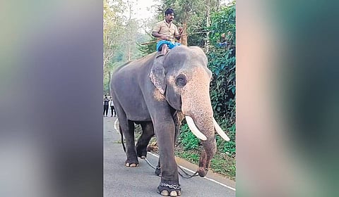 One of the kumki elephants being used in the operation 