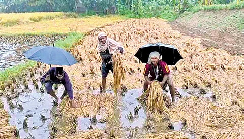 Farmers salvage harvested paddy soaked in rainwater in Kendrapara district.