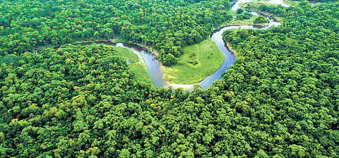 Government efforts, community role behind expanded green cover in Chhattisgarh