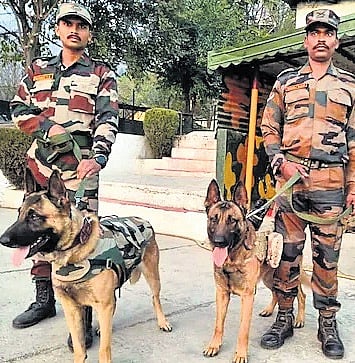 Army’s equine, canine unit falls short on training, animal transport use: CAG