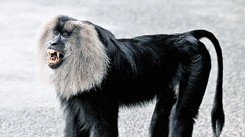 lion-tailed macaques
