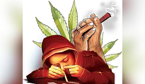 Ganja cultivation on the rise in Warangal; youths lured with easy money
