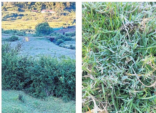 Frost experienced at the Chundavurrai estate in Munnar on Tuesday
