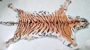 The recovered tiger hide