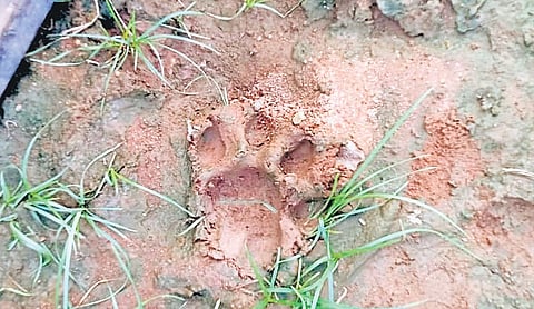 A pugmark of a big cat spotted at the outskirts of Rudragudem village in Nallabelly mandal, Warangal district on Friday. 