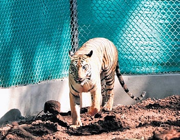 File photo of tigress Zeenat 