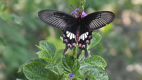 Image used for representational purpose.