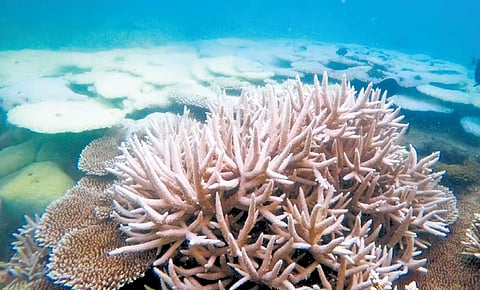 Artificial reef project to improve livelihood of Andhra Pradesh fishermen