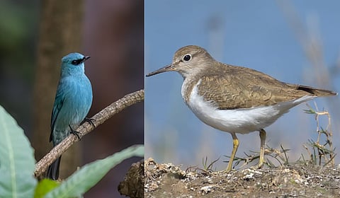 The overall species sighting, which was 172 during the maiden bird race/bird watch in Indore in December 2023, declined to 165 during the same exercise in December 2024