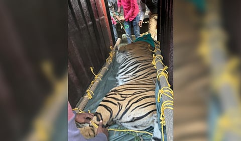 Tigress Zeenat tranquilised in Bankura