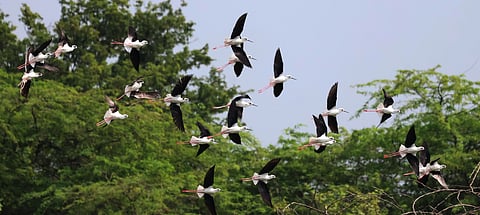 A flock of  Black Winged Stilt birds were seen at samanatham kanmoi  [irrigation tank] near Puliyur in Madurai.