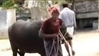 The buffalo over which a clash broke out between residents of Bommanahal village in Ballari and Metahal village in Andhra Pradesh