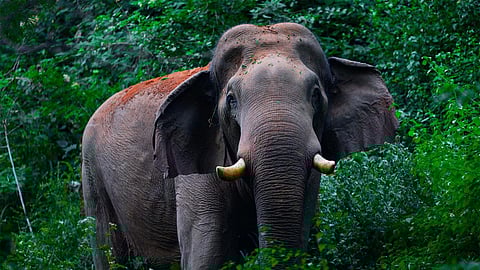 The young bull elephant, nicknamed 'Chillikomban,' is once again being subjected to cruel treatment, with firecrackers used directly on the gentle giant.
