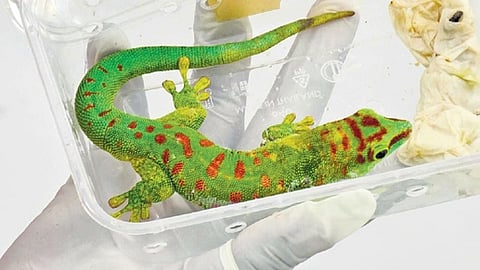 379 animals smuggled from Malaysia rescued at KIA