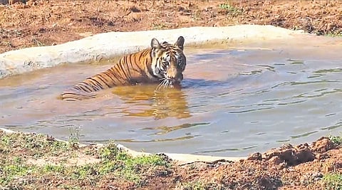 Zeenat taking a dip in an artificial pool after being released in the soft enclosure