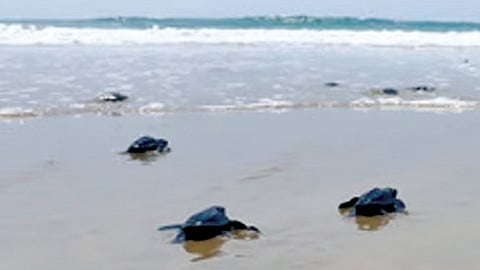 Dead olive ridley turtles raise stink at Andhra's Kakinada 