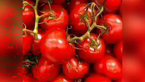 Glut in Tiruchy market causes wholesale price of tomato to crash to Rs 10/kg
