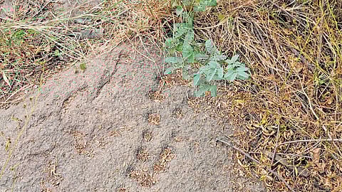 Several cup marks which would seem to indicate the traditional game of Saath Kooti