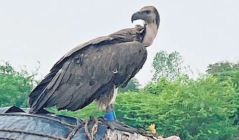 Lone vulture flies 4,000km to reach TN from Maharashtra