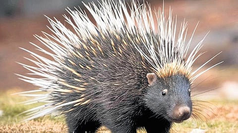 Porcupine