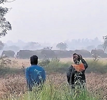 Elephant herd moving in Damodarpur village.