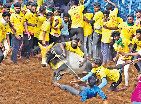 Bull tamers taking part in the event at Thatchankurichi near Gandharvakottai in Pudukkottai district on Saturday