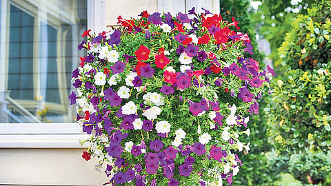 Add a splash of color to your garden with Petunias: Complete care guide