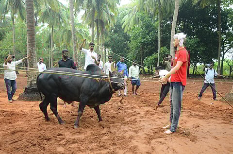 Leader of Ceylon Workers Congress Senthil Thondaiman from Sri Lanka, who provides training for his bulls using mannequin.
