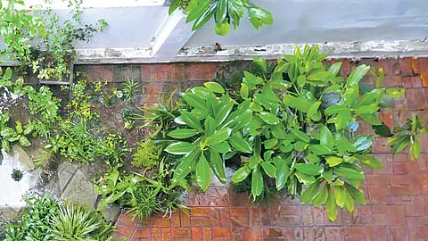 Transforming urban living: Anita Tikoo's green oasis