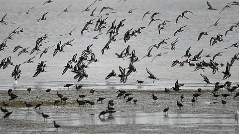 Loss of habitat keeps migratory water birds away from Kovai