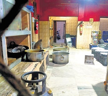 Monkeys rummaging through the kitchen in search of food at SCB MCH 