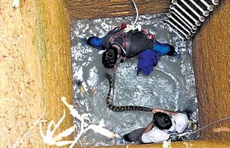 Snake Helpline members rescuing the python from the well 