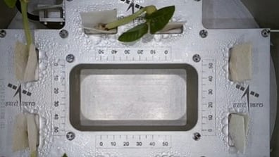 VSSC's CROPS (Compact Research Module for Orbital Plant Studies) experiment aboard PSLV-C60 captures the fascinating growth of cowpea in microgravity