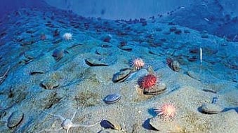 Marie Tharp: Mapping the seafloor