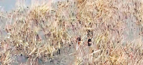A drone shot of the burglars hiding amid the vegetation in the lake 