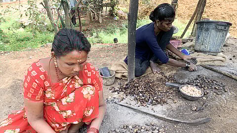 Cashew nuts are being processed at a unit at Adhanakottai along the Thanjavur-Pudukkottai highway 