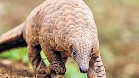 Indian Pangolin rescued in Poonch