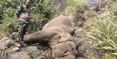 The female elephant which died at Coonoor Forest Range on Friday